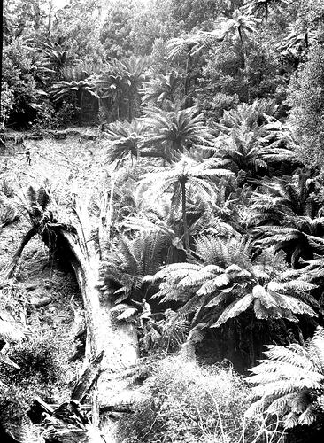 Lantern Slide - Tree Ferns, Dandenongs, Victoria, Date Unknown [BA 1582]