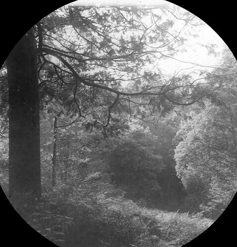 Lantern Slide - Forest Glen, Victoria, Date Unknown. [BA 1783]