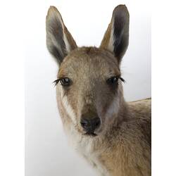 Face of mounted wallaby specimen.