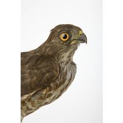 Detail of taxidermied raptor's head.