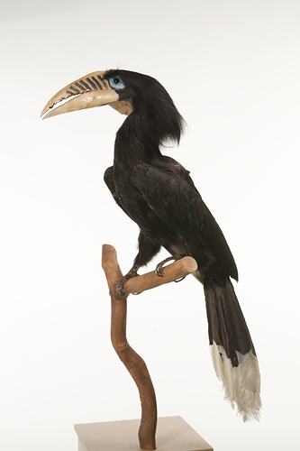Taxidermied black bird with large yellow beak.