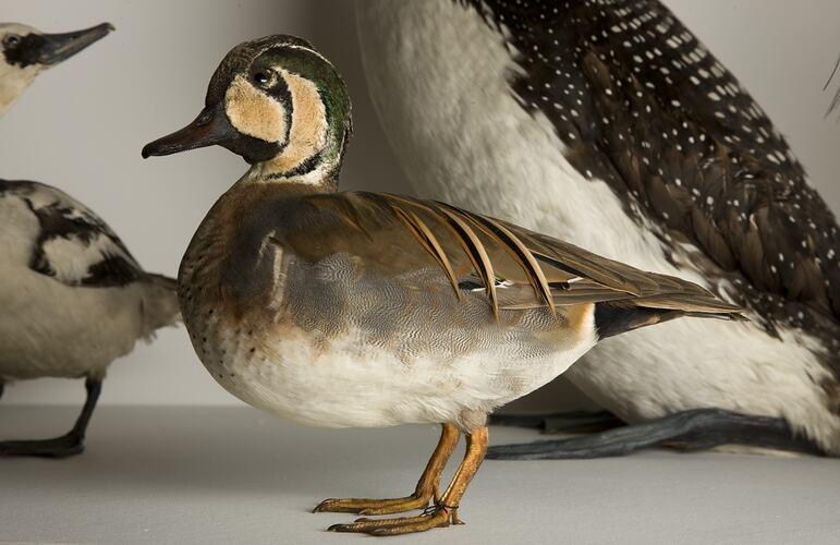 Mounted duck specimen on display in museum gallery.