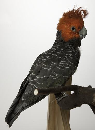 <em>Callocephalon fimbriatum</em>, Gang-gang Cockatoo, mount.  Registration no. B 21644.