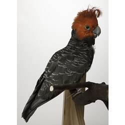 <em>Callocephalon fimbriatum</em>, Gang-gang Cockatoo, mount.  Registration no. B 21644.