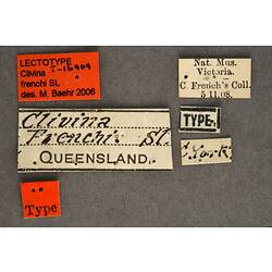 Handwritten specimen labels.