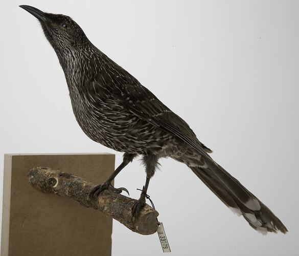 <em>Anthochaera chrysoptera chrysoptera</em>, Little Wattlebird, mount.  Registration no. B 33079.