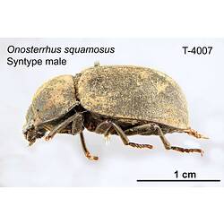 Beetle specimen, male, lateral view.