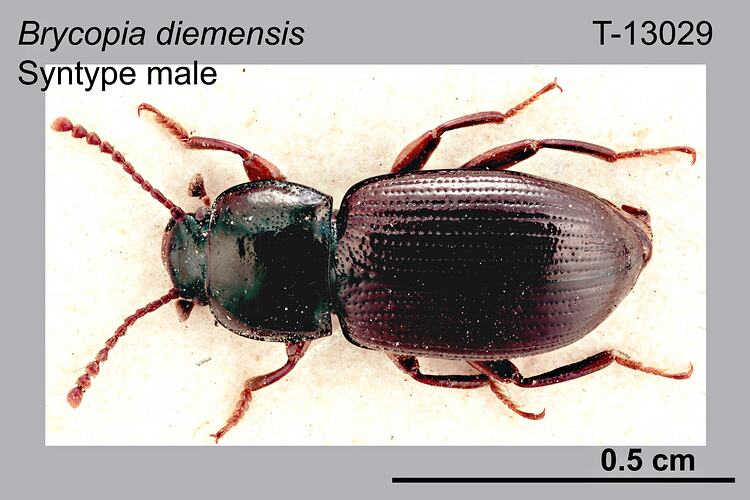 Beetle specimen, male, dorsal view.