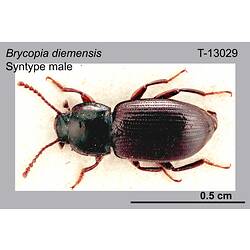 Beetle specimen, male, dorsal view.