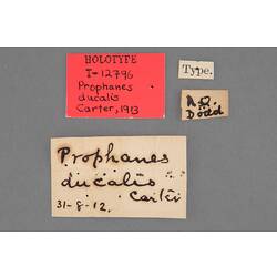 Entomology type specimen labels.