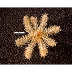 Dorsal view of sea star with eight slightly spiny legs.