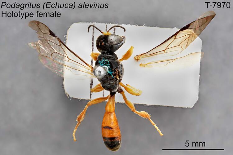 Wasp specimen, female, dorsal view.