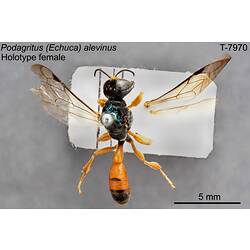 Wasp specimen, female, dorsal view.