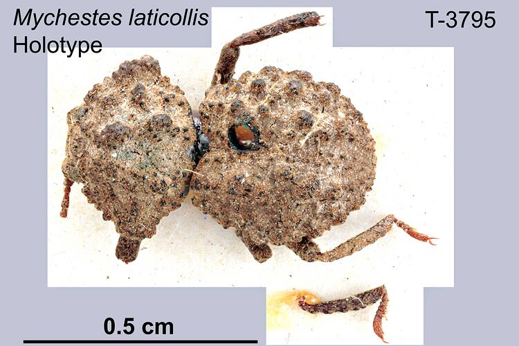 Beetle specimen, dorsal view.