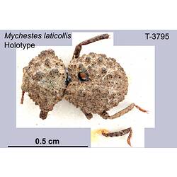 Beetle specimen, dorsal view.