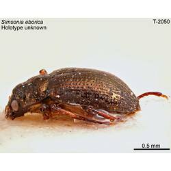 Beetle specimen, lateral view.