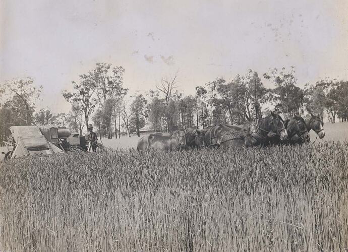 Man driving a team of five horses pulling a stripper harvester through a field of wheat.
