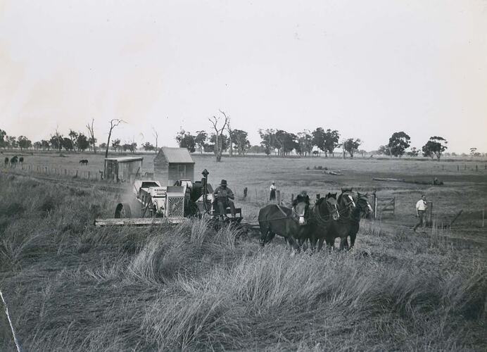 Man driving a team of 4 horses pulling a header harvester in field.