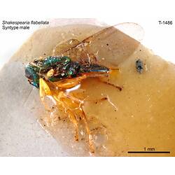 Parasitic wasp specimen, male, lateral view.