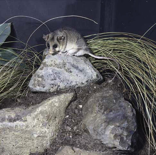 Mountain Pygmy Possum on rock.