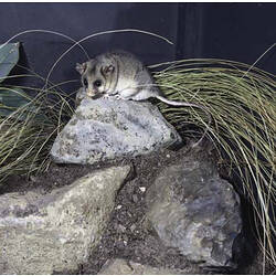 <em>Burramys parvus</em>, Mountain Pygmy Possum