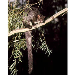 A Greater Glider perched on a branch, at night.