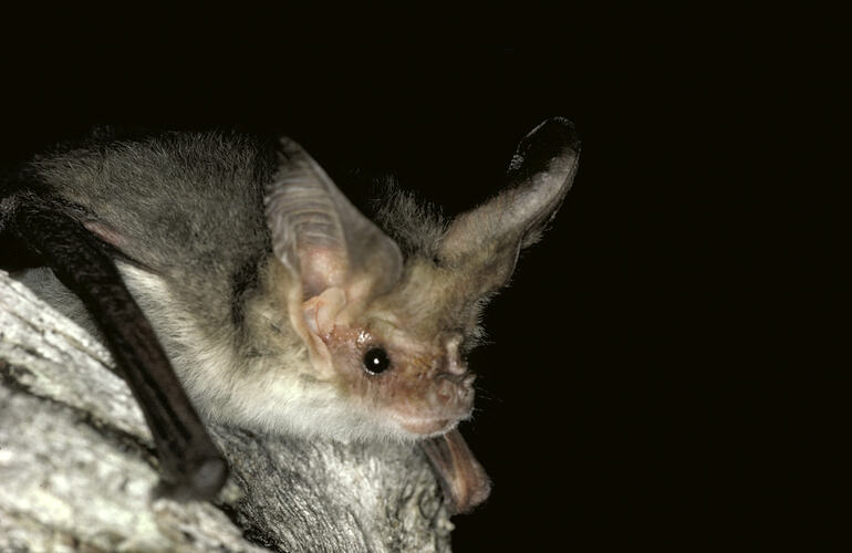 The face of a Lesser Long-eared Bat.