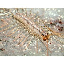A House Centipede on a rock.