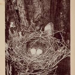 Photograph - Nest of Dusky Robin (Melanodryas vittata), Furneaux Group, Bass Strait, 1893