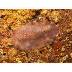 Family Stylochidae, flatworm. Flinders Pier, Victoria. [F 172778]