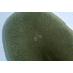 Detail of flatworm anterior with ocelli visible.