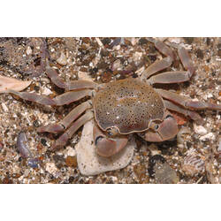 A Four-toothed Shore Crab on a pebbly reef.