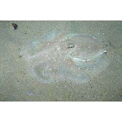 Pale brown-white Southern Keeled Octopus blending in on sand.