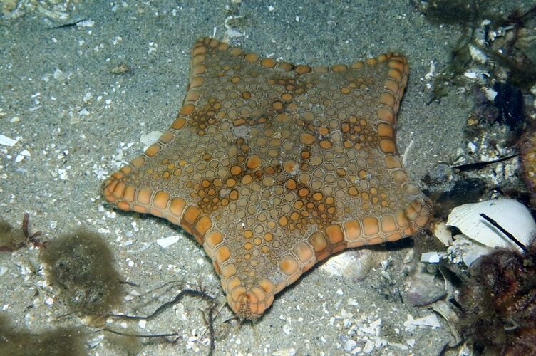 Biscuit Star on the seafloor