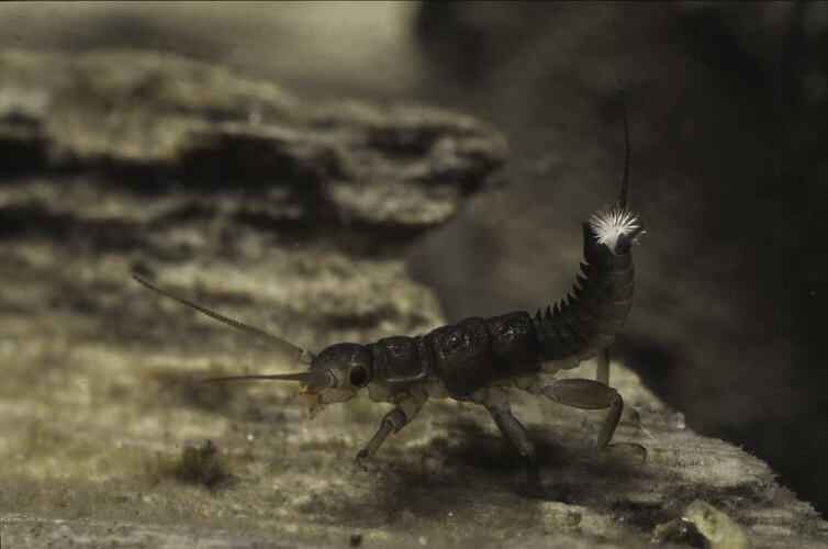 An insect, a Stonefly nymph, on bark underwater.