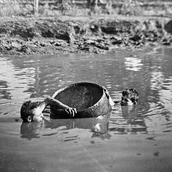 Negative - Two Boys Swimming With Barrel in a Water Hole, Merrigum, Victoria, 1910