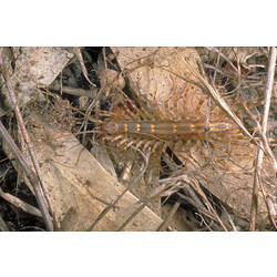 A House Centipede moving through leaf litter.