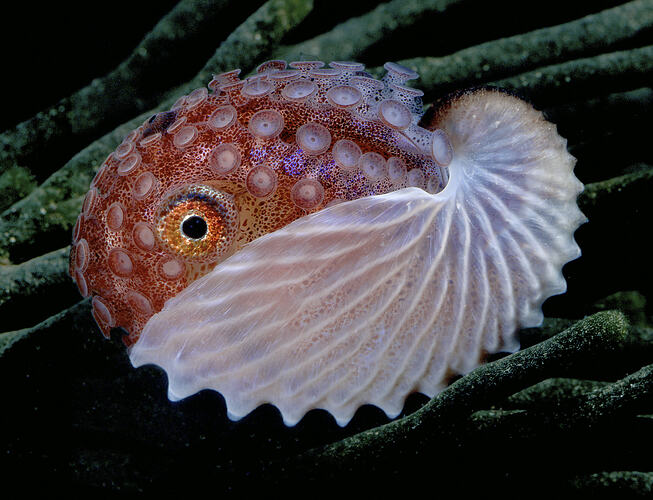 Female Knobbed Argonaut in shell. floating above a reef
