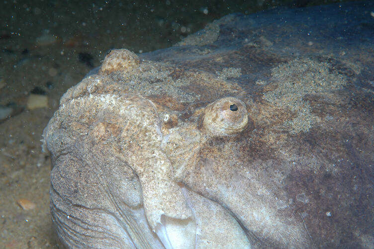 Kathetostoma laeve (Bloch & Schneider, 1801), Common Stargazer