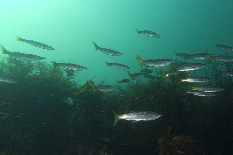 A school of fish, Longfin Pike, swimming above seaweed.