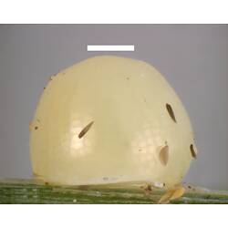 Side view of dome-shaped, cream-coloured egg.