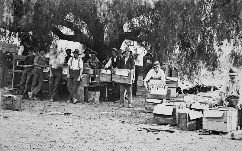 Eleven men pack fruit into cases under a large shade tree.