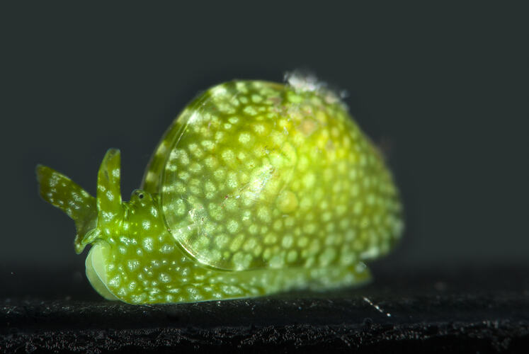 Front view of green sea slug.