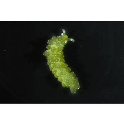 Dorsal view of green sea slug.