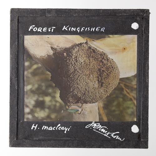 Lantern Slide - Forest Kingfisher, 1920-1940