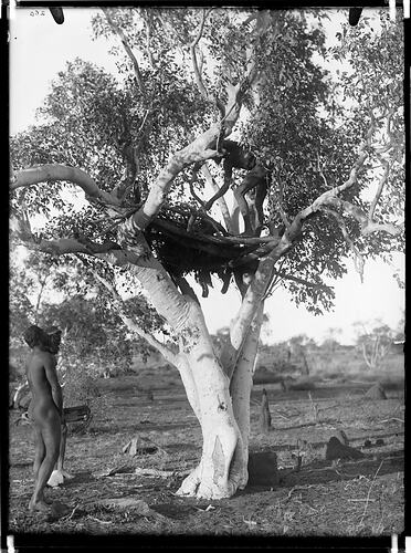 Tree grave, Tennant Creek, Central Australia, 1901