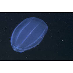 Comb Jelly suspended in dark water.