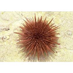 A red Red-spined Sea Urchin attached to a rock.