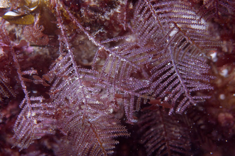 Purple hydroid colony on reef.