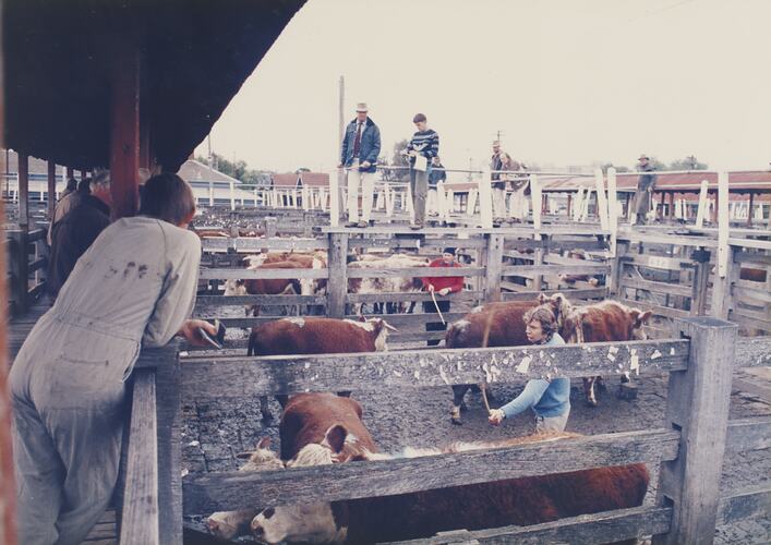Cattle Auction, Newmarket Saleyards, 1987
